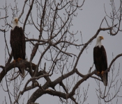 2016 01 30 RedWing 011